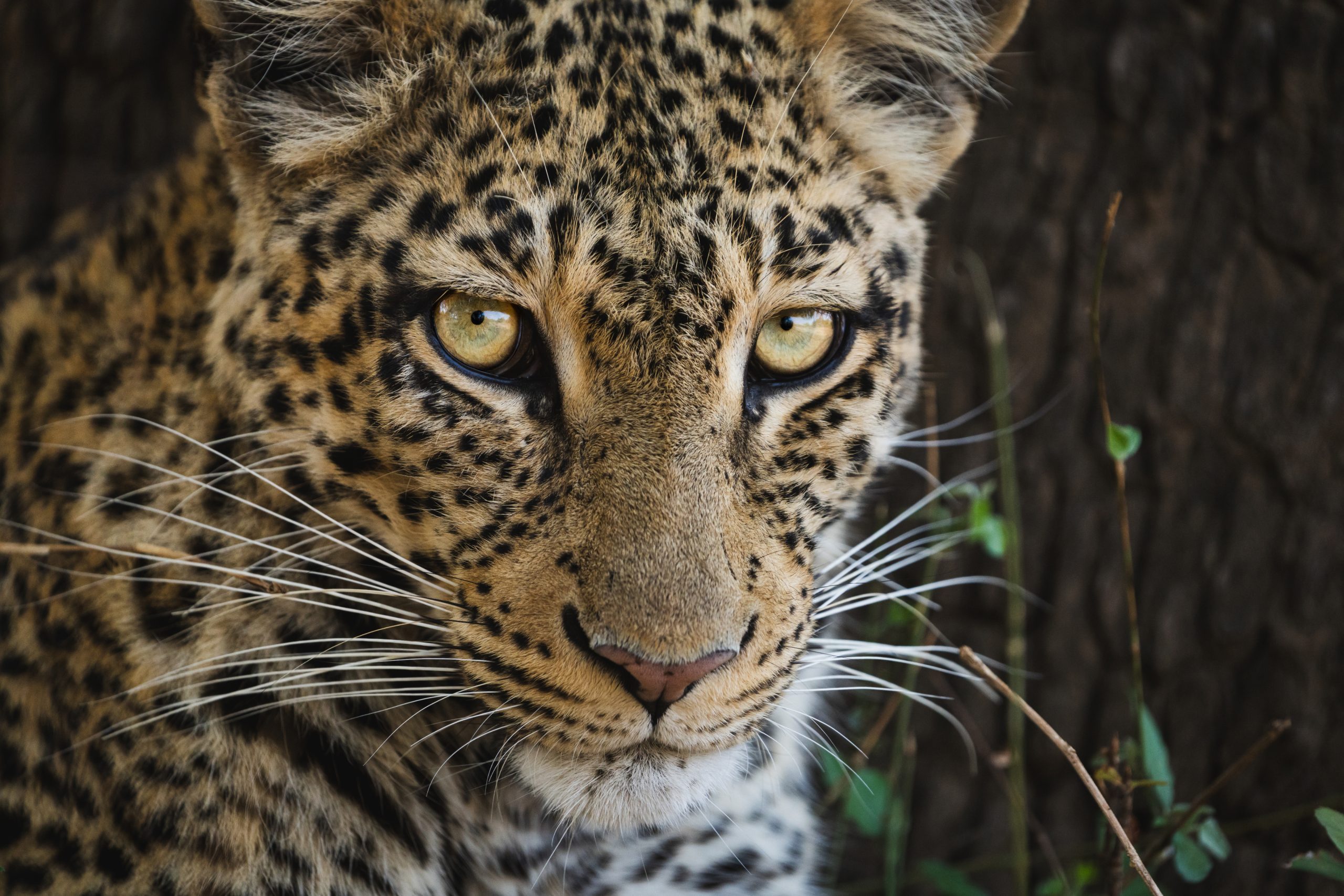 8e441603e1d92c1b8bf93e6a0d71ce2632a22ac3